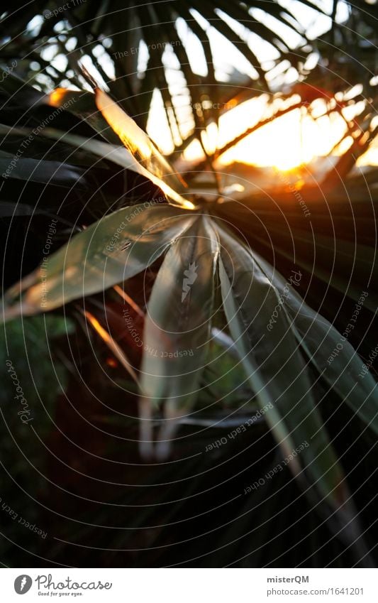 From the jungle II Environment Nature Esthetic Virgin forest Palm tree Palm frond Sun Sunset Sunbeam Solar Power Leaf Green Vacation mood Colour photo