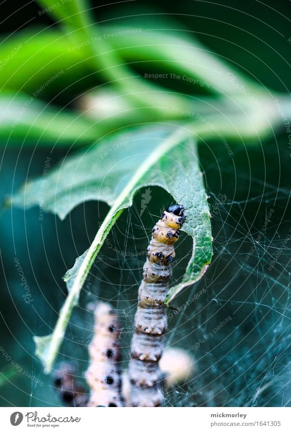 caterpillar insatiable Lettuce Salad Nutrition Breakfast Vegetarian diet Safari Expedition Environment Plant Grass Leaf Foliage plant Agricultural crop