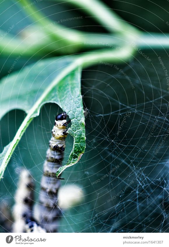 Caterpillar eats whole leaf Lettuce Salad Nutrition Vegetarian diet Slow food Environment Nature Plant Grass Leaf Foliage plant Agricultural crop Wild plant