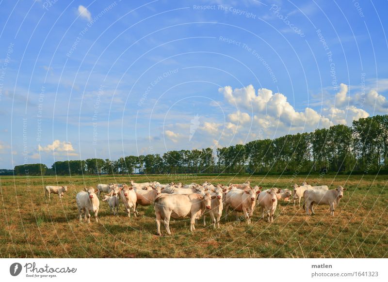 Eyes straight ahead Landscape Plant Sky Clouds Horizon Tree Grass Meadow Animal Pet Cow Herd Blue Brown Green White Looking Brandenburg Plain Colour photo