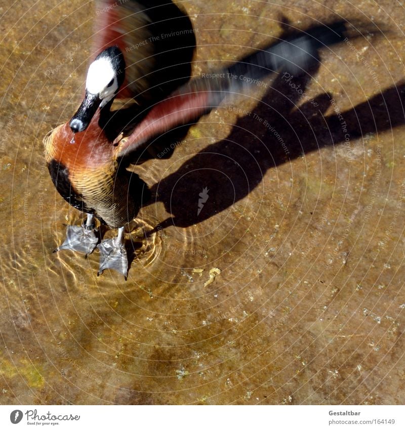 roast duck Colour photo Exterior shot Copy Space right Copy Space bottom Day Shadow Contrast Silhouette Reflection Sunlight Bird's-eye view Animal portrait