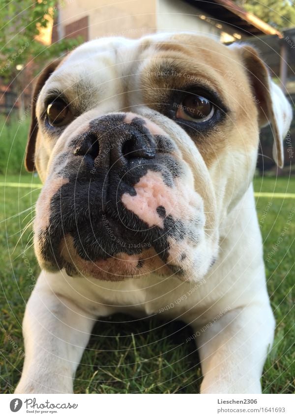 Continental Bulldog "Cloud" Pet Dog Animal face 1 Observe Think Lie Wait Friendliness Near Loyalty Serene Patient Relaxation Colour photo Close-up Day