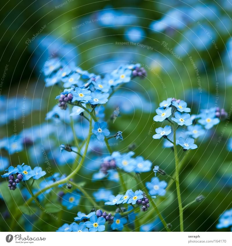 Flax Blur Summer Nature Flower Meadow Growth Sweet Wild Soft Blue Violet linum usitatissimum Bud petals flora floral plant Verdant Botany flowers purple