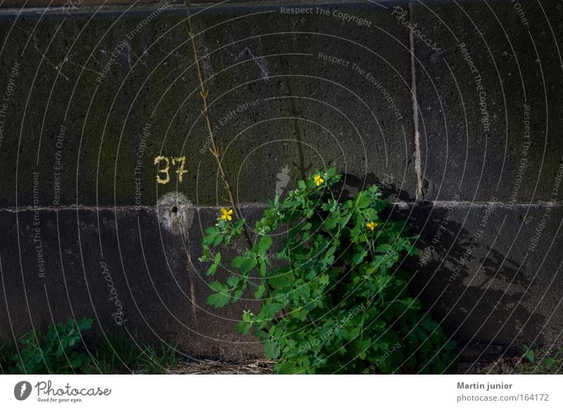 mauerBLÜMCHEN Colour photo Exterior shot Close-up Deserted Copy Space left Copy Space top Day Twilight Shadow Sunlight Central perspective Gardening