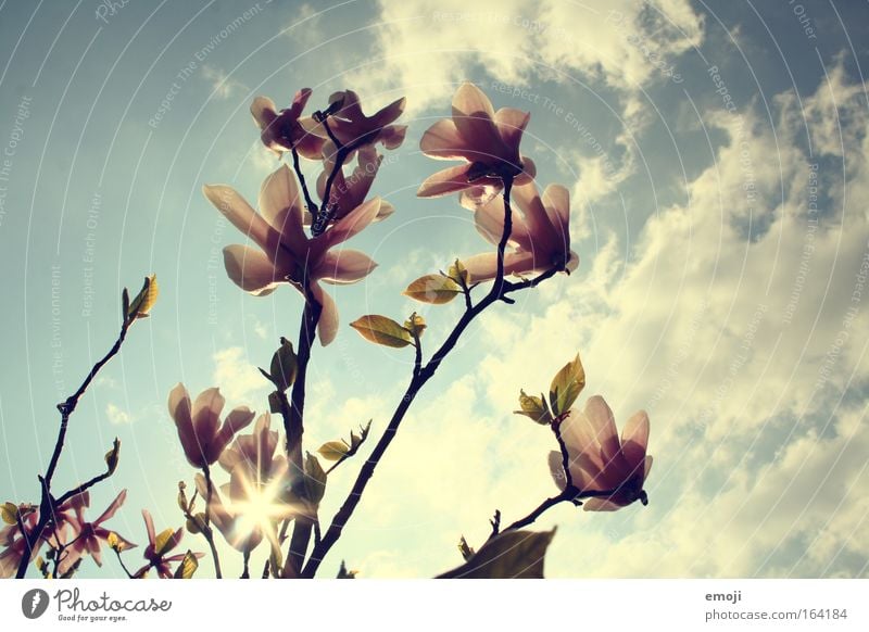 skywards Colour photo Exterior shot Deserted Day Light Sunlight Sunbeam Back-light Worm's-eye view Summer Nature Plant Sky Spring Flower Blue Magnolia plants