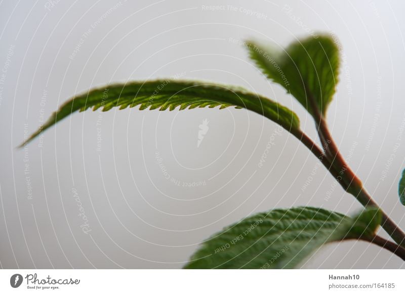 Zackig - Japanese snowball on the ground floor Colour photo Exterior shot Close-up Deserted Morning Deep depth of field Long shot Nature Spring Bushes Leaf