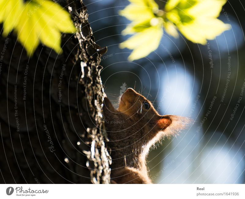 In backlight Environment Nature Plant Animal Sunlight Spring Summer Tree Tree trunk Tree bark Fir tree Park Forest Wild animal Squirrel 1 Bright Brown Green