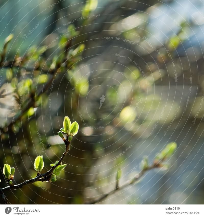 plum tree Colour photo Exterior shot Close-up Detail Copy Space right Day Contrast Sunlight Deep depth of field Long shot Environment Nature Plant