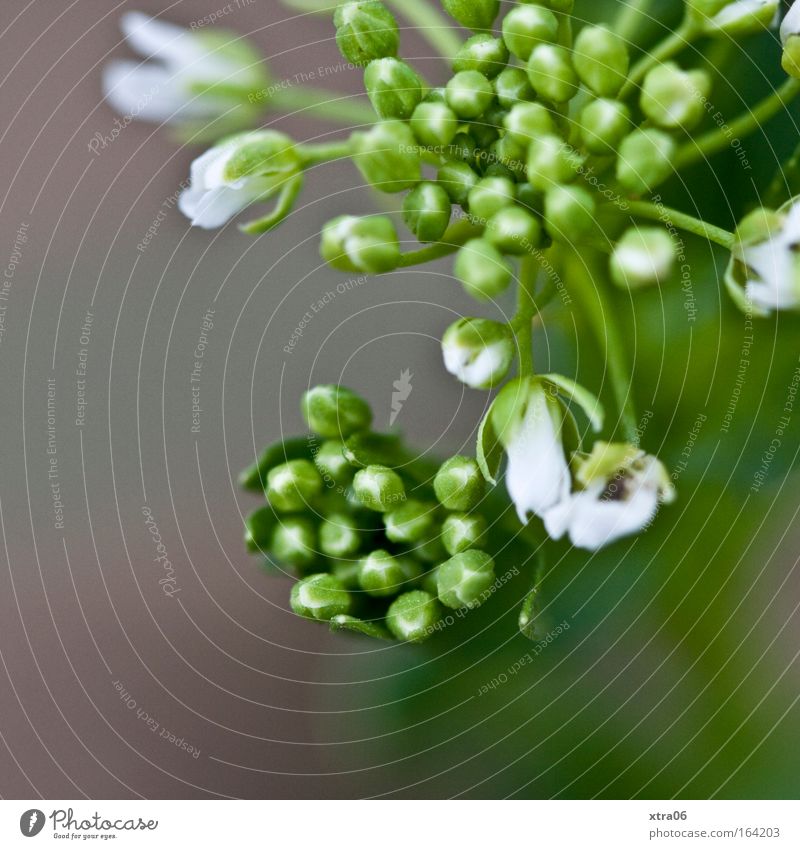 white Colour photo Subdued colour Exterior shot Close-up Detail Macro (Extreme close-up) Copy Space left Neutral Background Twilight Plant Flower Bushes Blossom