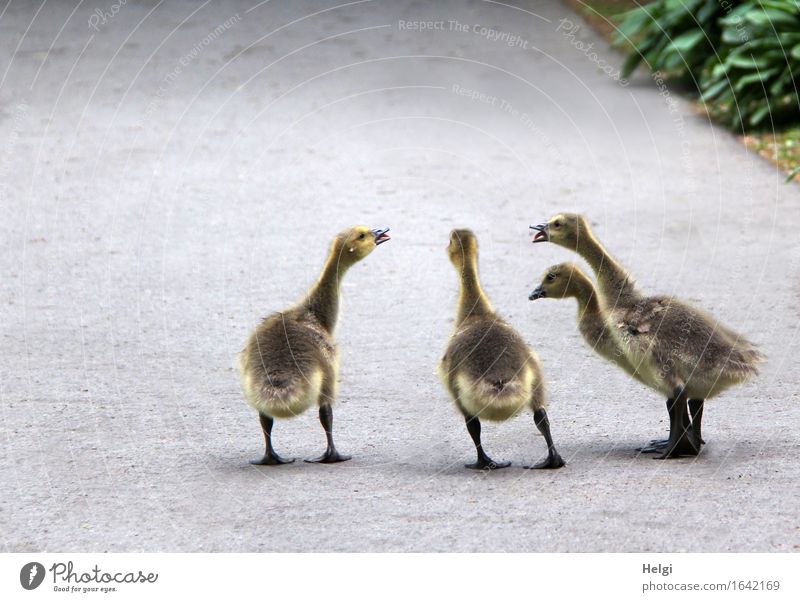 four young geese stand cackling on a path Environment Nature Landscape Spring Park Lanes & trails Animal Wild animal Goose Canadian goose 4 Group of animals