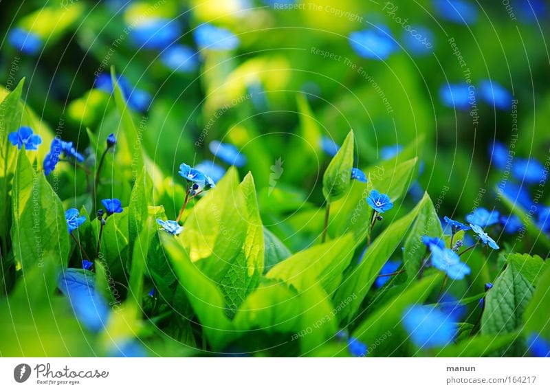 shining blue Exterior shot Pattern Morning Shadow Sunlight Shallow depth of field Harmonious Gardening Horticulture Market garden Plant Spring Summer