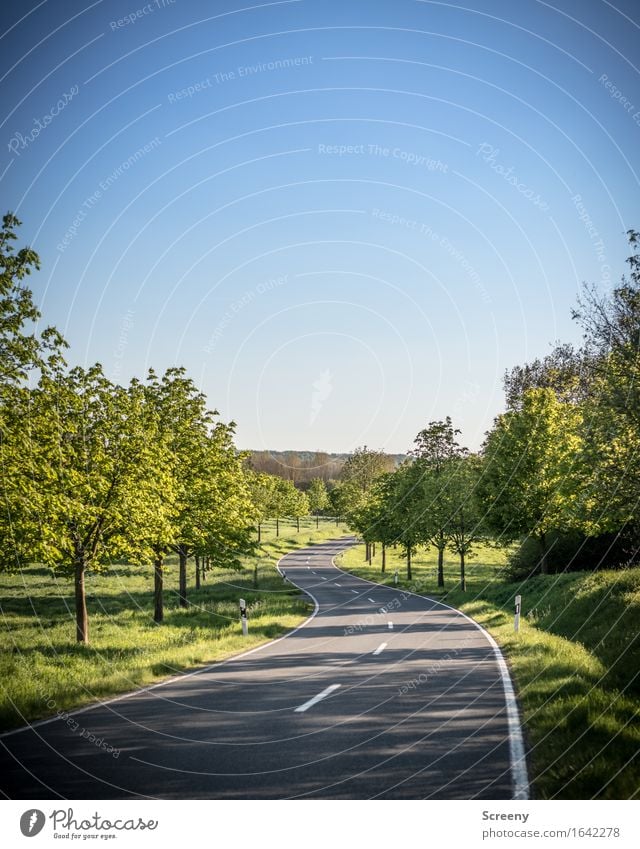 zestfully Vacation & Travel Trip Freedom Nature Landscape Plant Sky Cloudless sky Sun Sunlight Spring Summer Tree Grass Bushes Meadow Field Road traffic