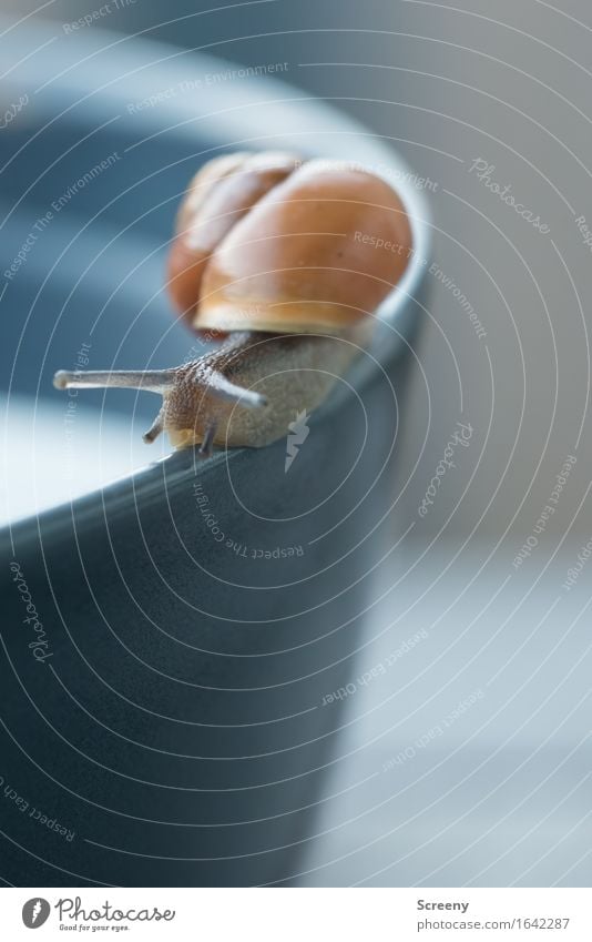 This way... Nature Animal Spring Snail 1 Crawl Small Wet Slowly Snail shell Bowl Corner Colour photo Exterior shot Macro (Extreme close-up) Deserted