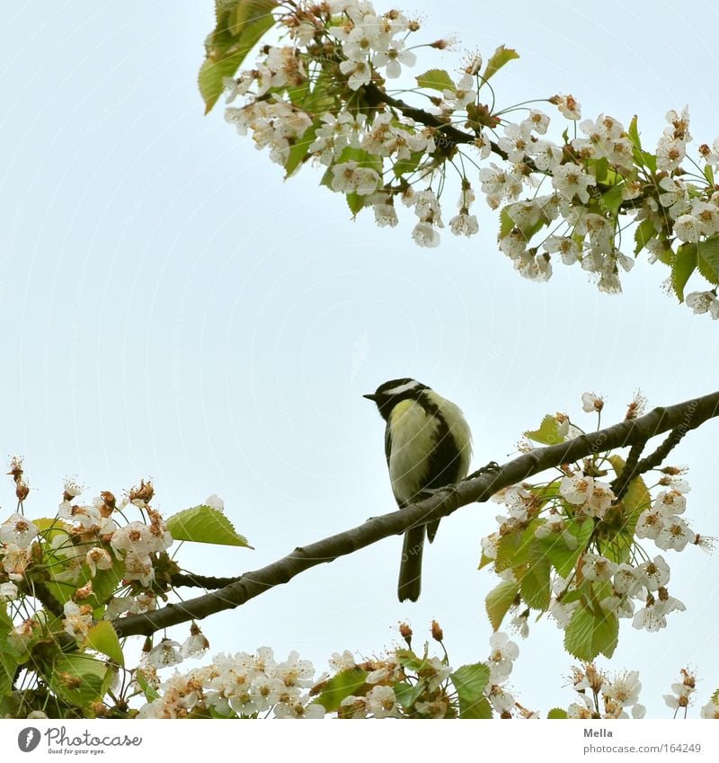 titmouse spring Environment Nature Plant Animal Sky Cloudless sky Spring Beautiful weather Blossom Agricultural crop Cherry tree Cherry blossom Wild animal Bird