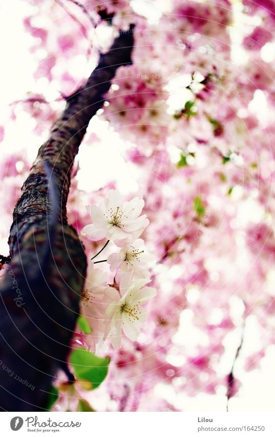 Spring is pink. SECOND Colour photo Exterior shot Deserted Day Blur Shallow depth of field Nature Plant Tree Blossom Foliage plant Agricultural crop Park Meadow