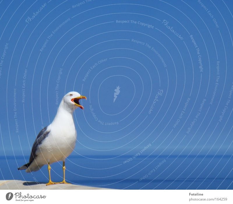 bawler Colour photo Exterior shot Deserted Copy Space right Copy Space top Neutral Background Day Contrast Sunlight Central perspective Animal portrait