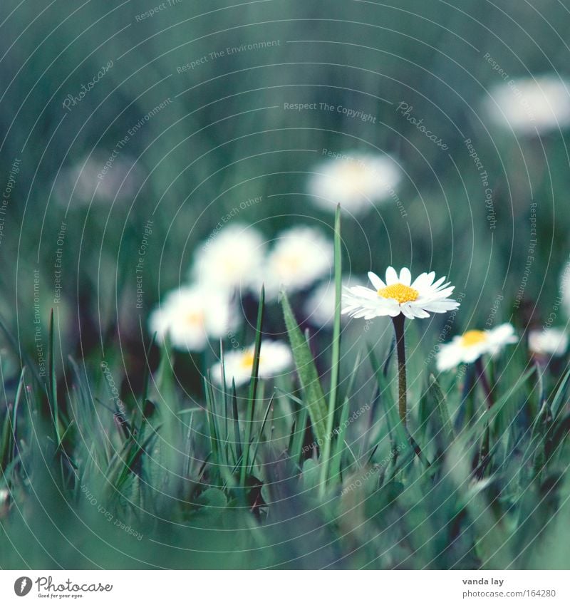 meadow beauty Colour photo Subdued colour Exterior shot Close-up Macro (Extreme close-up) Deserted Copy Space top Copy Space bottom Day Contrast Blur