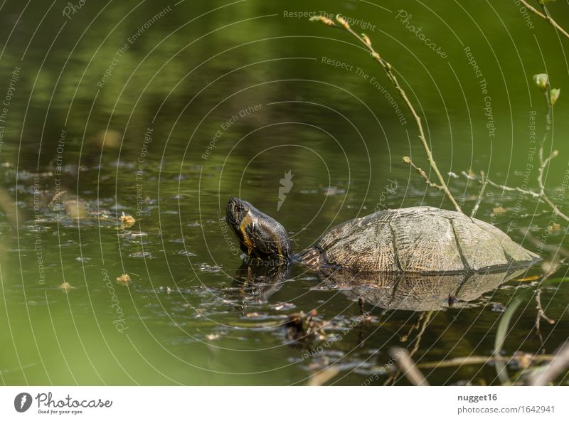 turtle Nature Landscape Animal Beautiful weather Lakeside River bank Wild animal Zoo Aquarium Turtle 1 Observe Swimming & Bathing Exceptional Brown Yellow Green