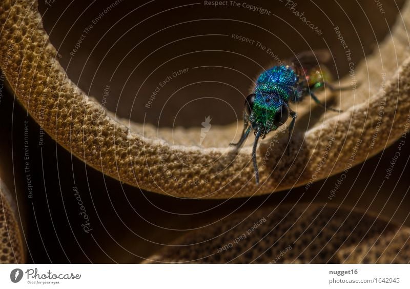 gold wasp Animal Bee Wasps 1 Glittering Hunting Natural Blue Brown Yellow Gold Love of animals Colour photo Exterior shot Macro (Extreme close-up) Deserted