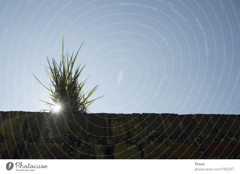 Let the grass grow over it... Colour photo Exterior shot Close-up Detail Deserted Copy Space right Day Light Shadow Contrast Sunlight Sunbeam Back-light