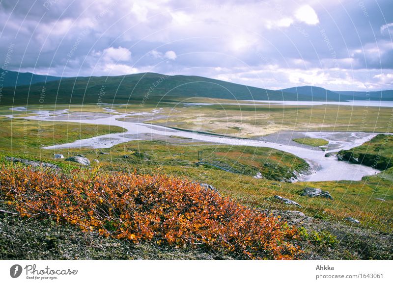 delta Vacation & Travel Adventure Mountain Hiking Nature Landscape Autumn Beautiful weather Moss River Delta Bridge Perspective Far-off places Wilderness