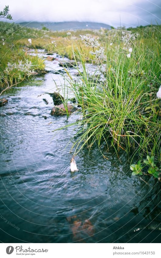 cotton grass Nature Landscape Water Grass Wild plant River bank Bog Marsh Brook Fluid Fresh Natural Blue Green Serene Patient Calm Transience Colour photo