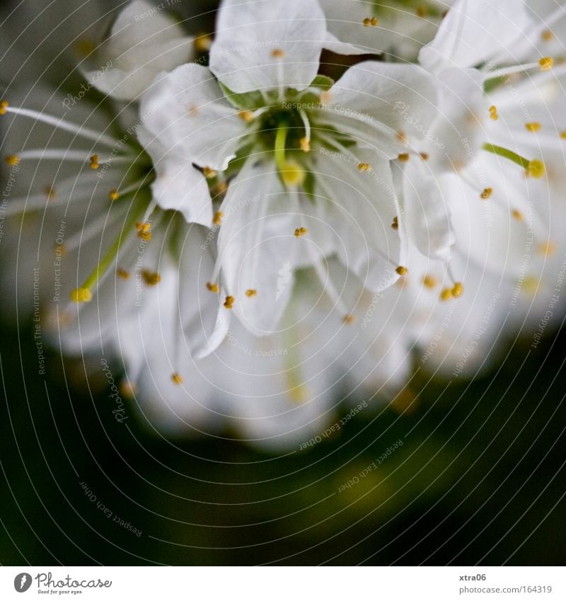 florid Colour photo Subdued colour Exterior shot Close-up Detail Copy Space bottom Neutral Background Twilight Blur Plant Tree Flower Bushes Blossom Esthetic