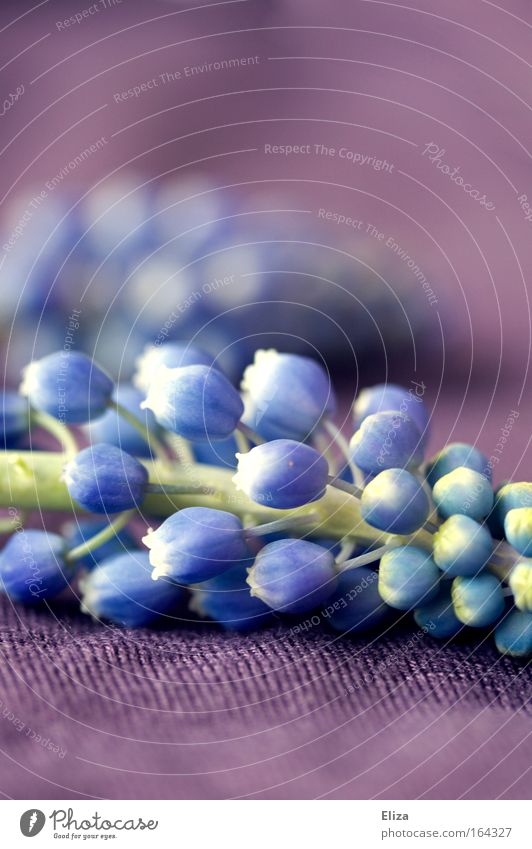 lilac blue Subdued colour Close-up Detail Copy Space top Copy Space bottom Blur Spring Plant Flower Cloth Esthetic Exceptional Friendliness Fresh Beautiful