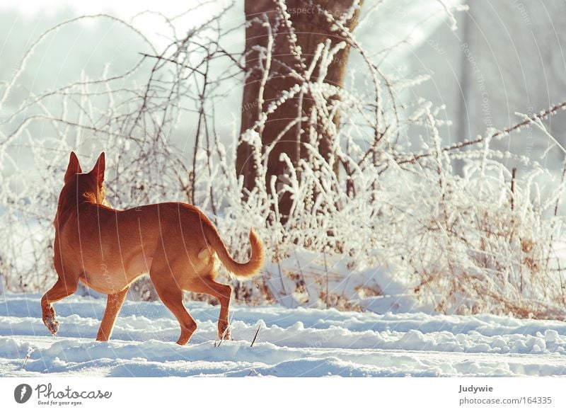 retrospect Colour photo Exterior shot Dawn Day Animal portrait Hunting Winter Snow Hiking Nature Landscape Ice Frost Forest Wild animal Dog 1 Listening Walking