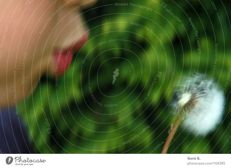 SugarSchnutenPusteBild Dandelion Blow Children`s mouth Green Colour photo Exterior shot Close-up Experimental Structures and shapes Copy Space middle Day