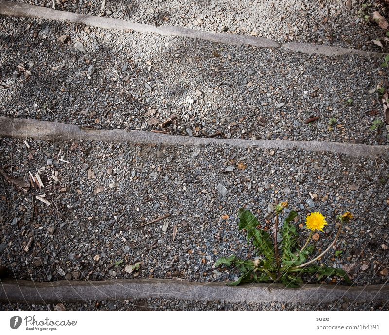 Lonely lion seeks ... Colour photo Exterior shot Deserted Copy Space left Copy Space top Neutral Background Day Environment Nature Plant Flower Dandelion Park