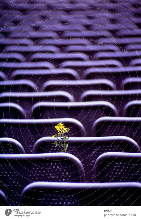 Life prevails Leisure and hobbies Armchair Flower Steel Yellow Green Violet Quarry open-air theatre Row Perforated grid. back Colour photo Exterior shot