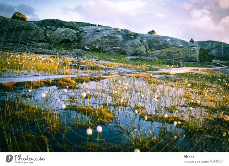 woolly grass dots Cotton grass Rock Bog Marsh Lanes & trails Bridge Moody Tilt Peaceful Colour photo Multicoloured Exterior shot Deserted Twilight Light Shadow