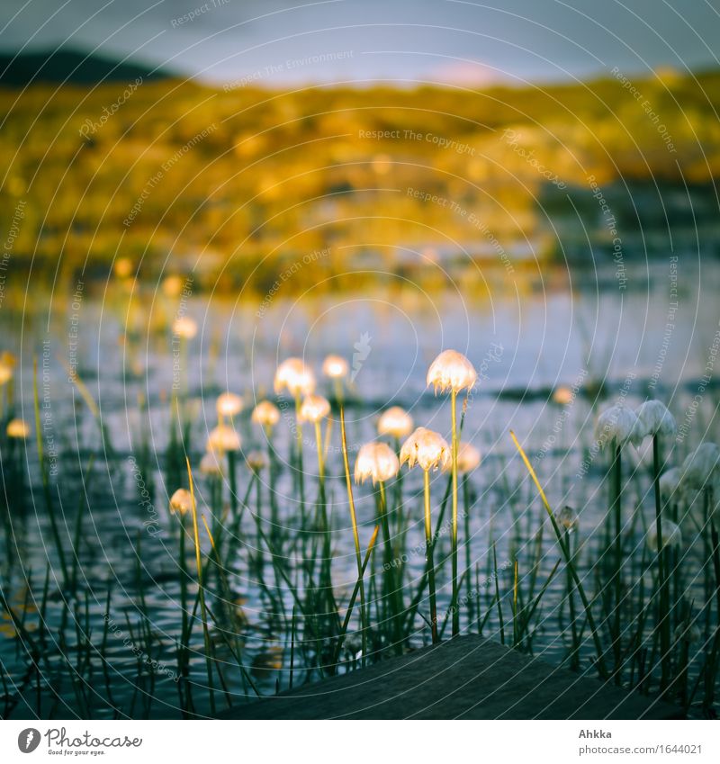 cotton grass Nature Cotton grass Bog Marsh Small Wild Center point Colour photo Multicoloured Exterior shot Close-up Abstract Deserted Twilight Light Shadow