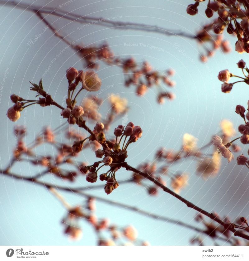 Seasonal Colour photo Subdued colour Exterior shot Close-up Detail Deserted Day Light Contrast Sunlight Deep depth of field Worm's-eye view Upward Environment