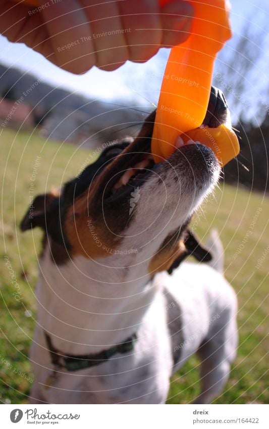 Wo ist das Stecki? Colour photo Exterior shot Close-up Deserted Day Sunlight Deep depth of field Animal portrait Upward Hand Beautiful weather Grass Garden Pet