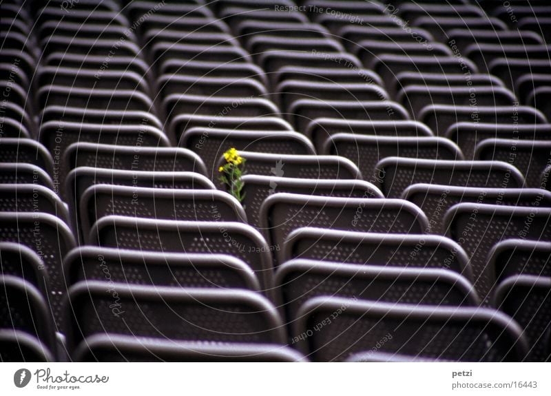 Courageous little flower Life Leisure and hobbies Armchair Flower Steel Yellow Green Quarry open-air theatre Row Perforated grid. back Colour photo