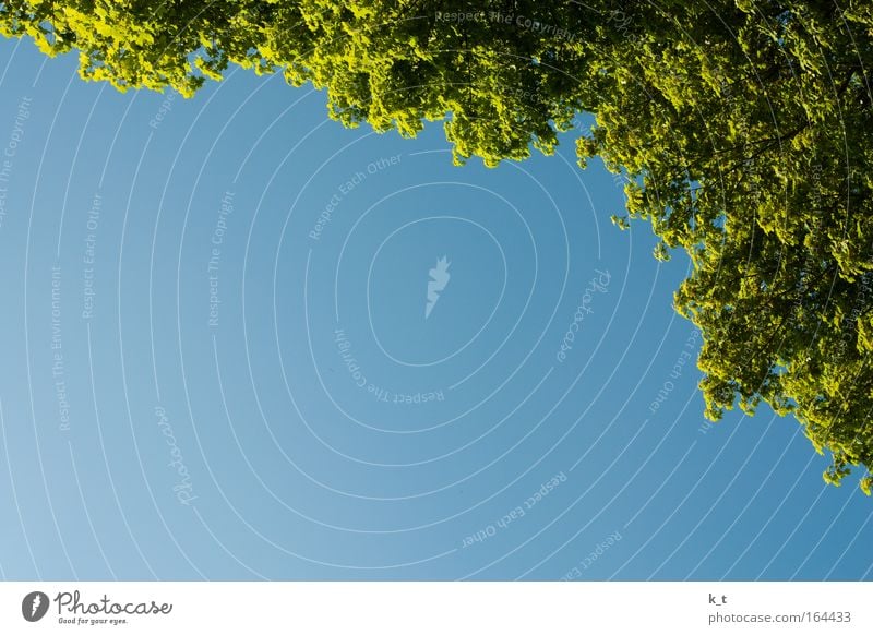 Mixed Day Colour photo Exterior shot Deserted Copy Space left Copy Space bottom Copy Space middle Nature Cloudless sky Summer Beautiful weather Tree To enjoy