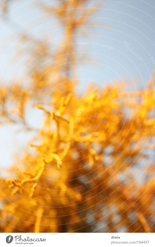 Gelbes Kraut Colour photo Multicoloured Exterior shot Close-up Abstract Deserted Neutral Background Day Light Deep depth of field Central perspective Plant Sky