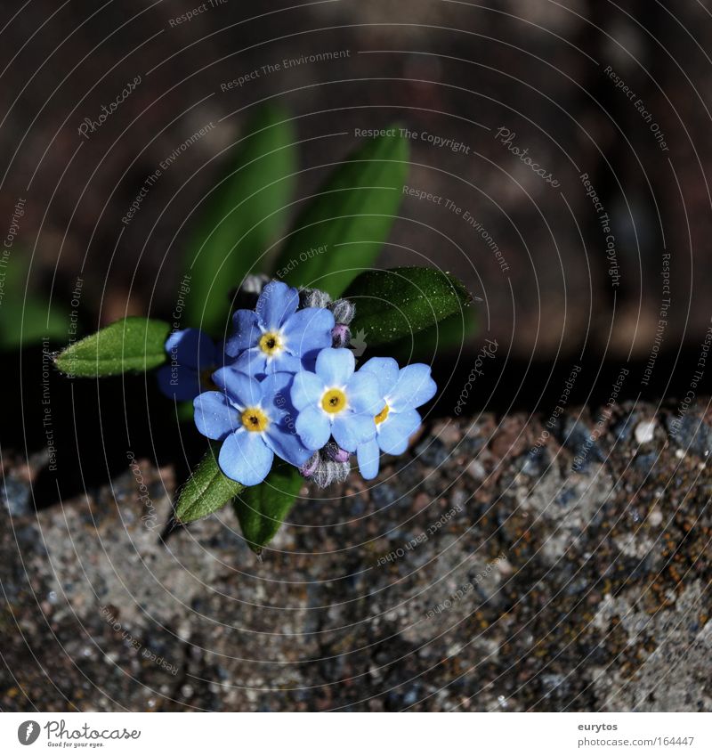 FORGET-ME-NOT Colour photo Exterior shot Close-up Detail Macro (Extreme close-up) Copy Space top Copy Space bottom Day Shadow Contrast Blur Central perspective