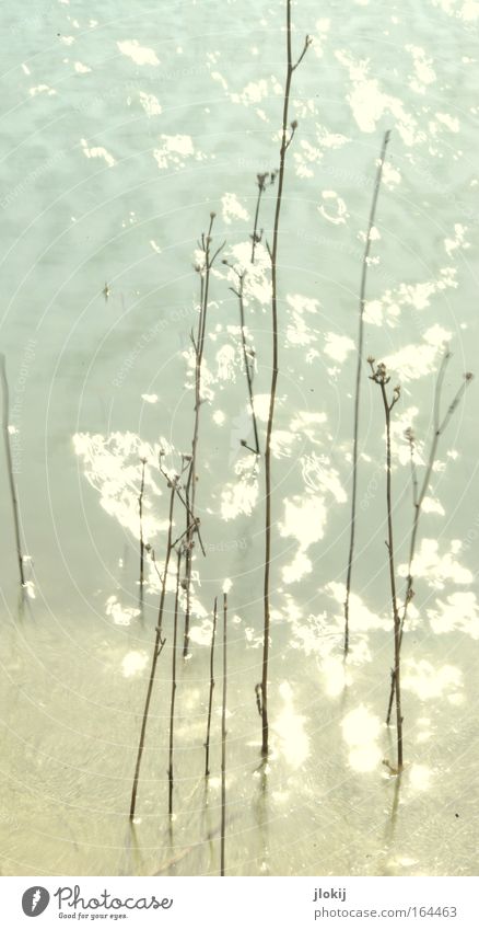 Waterworld Subdued colour Exterior shot Experimental Deserted Day Light Reflection Long exposure Trip Waves Nature Plant Sunlight Summer Coast Lakeside