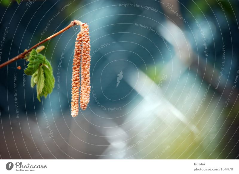 spring awakening II Colour photo Exterior shot Close-up Deserted Copy Space right Day Sunlight Shallow depth of field Nature Landscape Plant Animal Spring