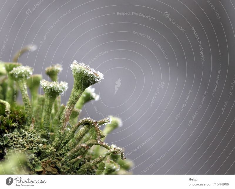 frosty Environment Nature Plant Winter Fog Ice Frost Lichen Forest Freeze Stand Authentic Exceptional Uniqueness Small Natural Gray Green White Unwavering Cold