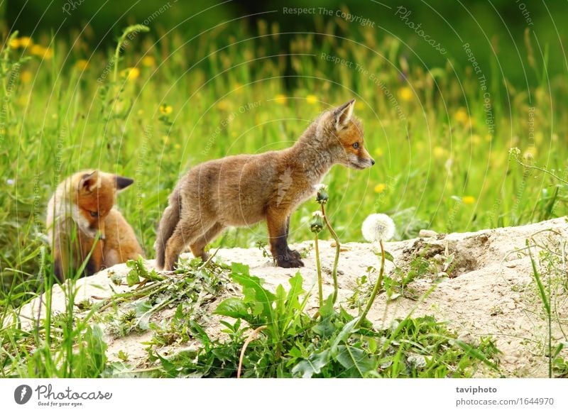 two red fox cubs Baby Family & Relations Youth (Young adults) Nature Animal Sand Earth Grass Forest Fur coat Dog Baby animal Small Natural Cute Wild Brown Green