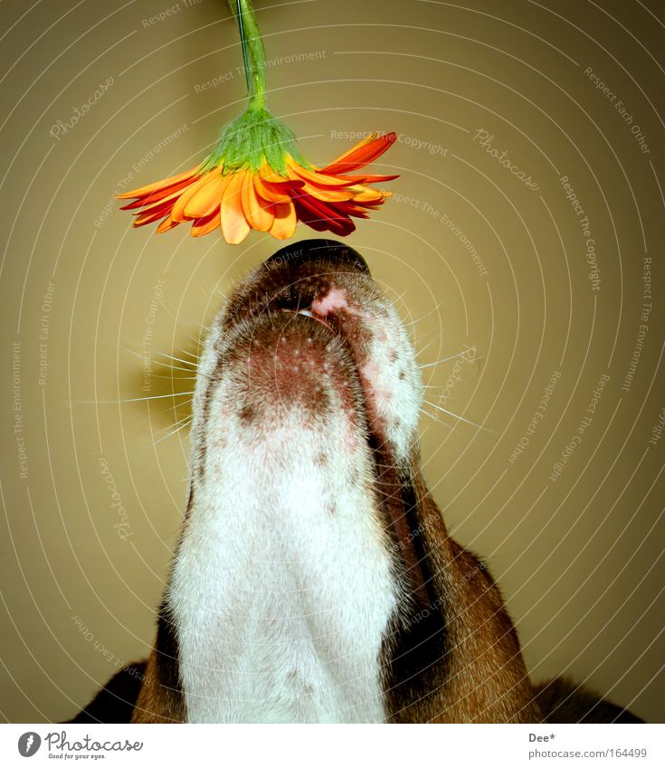 mmmmmh delicious... Colour photo Multicoloured Interior shot Close-up Deserted Artificial light Flash photo Shadow Contrast Central perspective Animal portrait