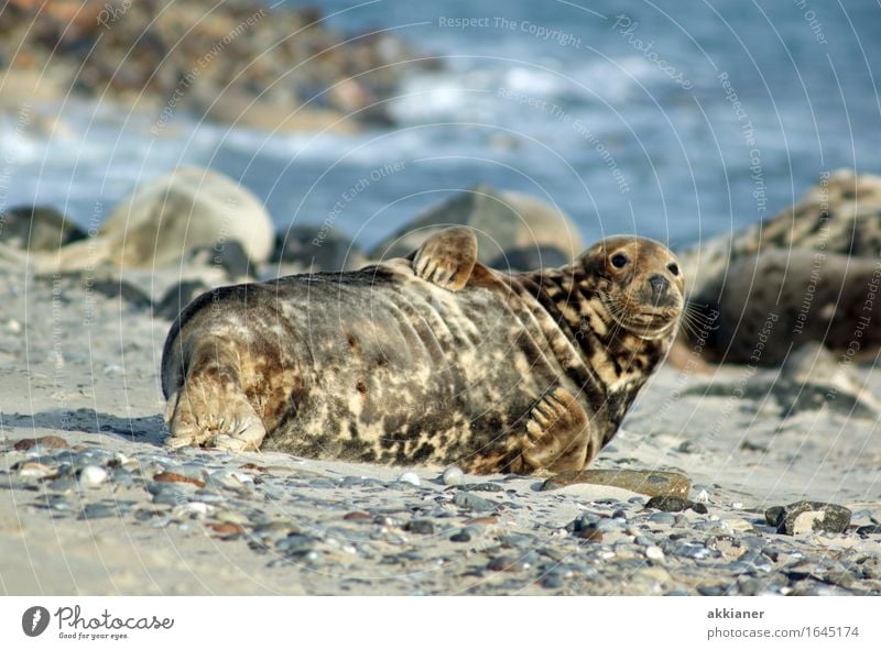 seal Animal Wild animal "Seal seals lion sea lion sea lions mammal animals animal kingdom Animalistic Wildlife 1 Adventure Vacation & Travel Colour photo