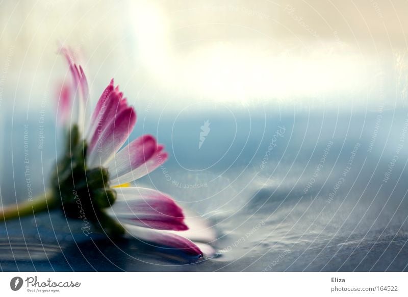 wetlands Multicoloured Detail Macro (Extreme close-up) Blur Spring Summer Flower Blossom Fresh Glittering Beautiful Esthetic Daisy Pink Damp Wet Decoration Life