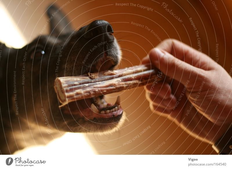 treat Colour photo Interior shot Close-up Shallow depth of field Animal portrait Pet Dog Animal face 1 Sympathy Love of animals Disciplined Voracious reward