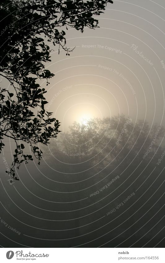 early at 7:10 a.m. Colour photo Exterior shot Deserted Copy Space right Neutral Background Morning Sunrise Sunset Landscape Autumn Weather Fog Tree Park