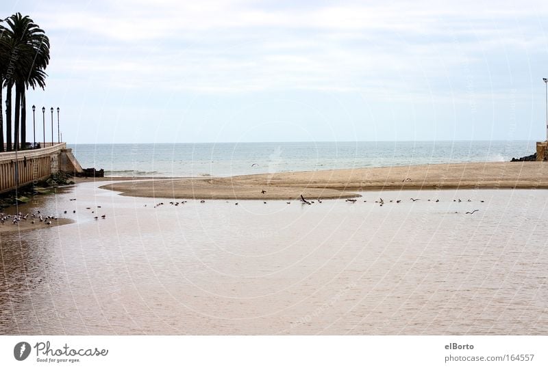 Swarm of birds at the mouth of a river Colour photo Exterior shot Deserted Copy Space top Copy Space bottom Day Sunlight Central perspective Long shot